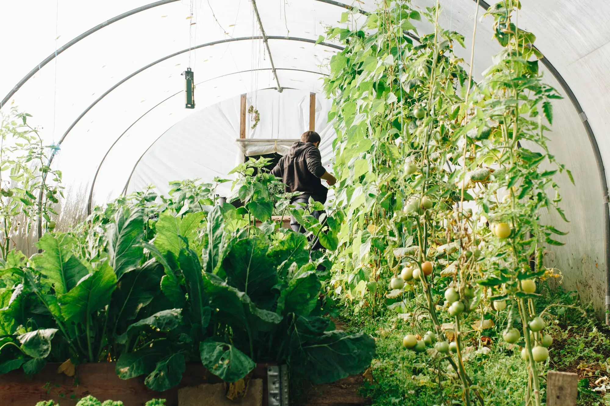 A lush vegetable garden in a greenhouse
